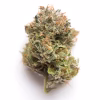 Gelato #33 strain